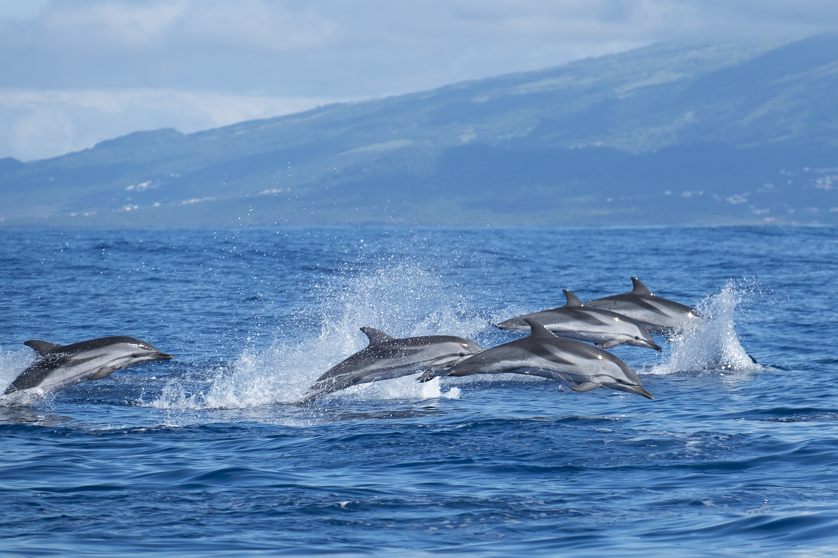 Atlantic striped dolphins near the Azores